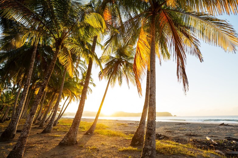 Palmeiras emolduram pôr do sol dourado na costa tropical do Oceano Pacífico na Costa