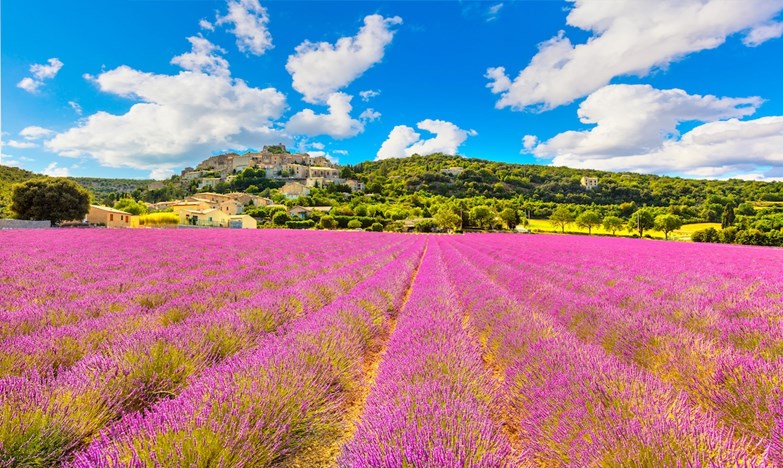 Vista panorâmica de um campo de lavanda em flor roxa na Provença, França, com uma encantadora aldeia histórica aninhada numa colina ao fundo