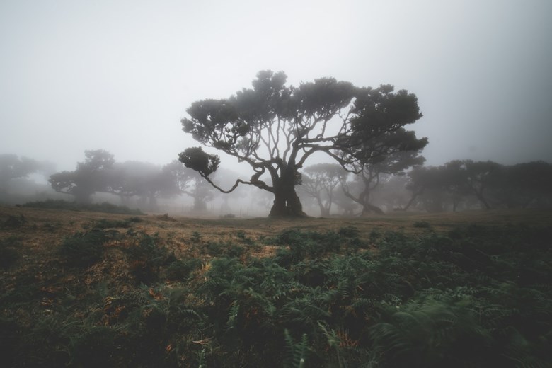 Floresta do Fanal coberta de nevoeiro, no concelho de Porto Moniz, na Madeira