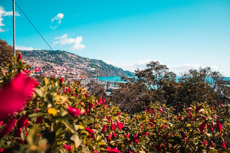 Vista do Funchal, Madeira, com flores vermelhas em primeiro plano, a cidade nas encostas e o mar ao fundo.